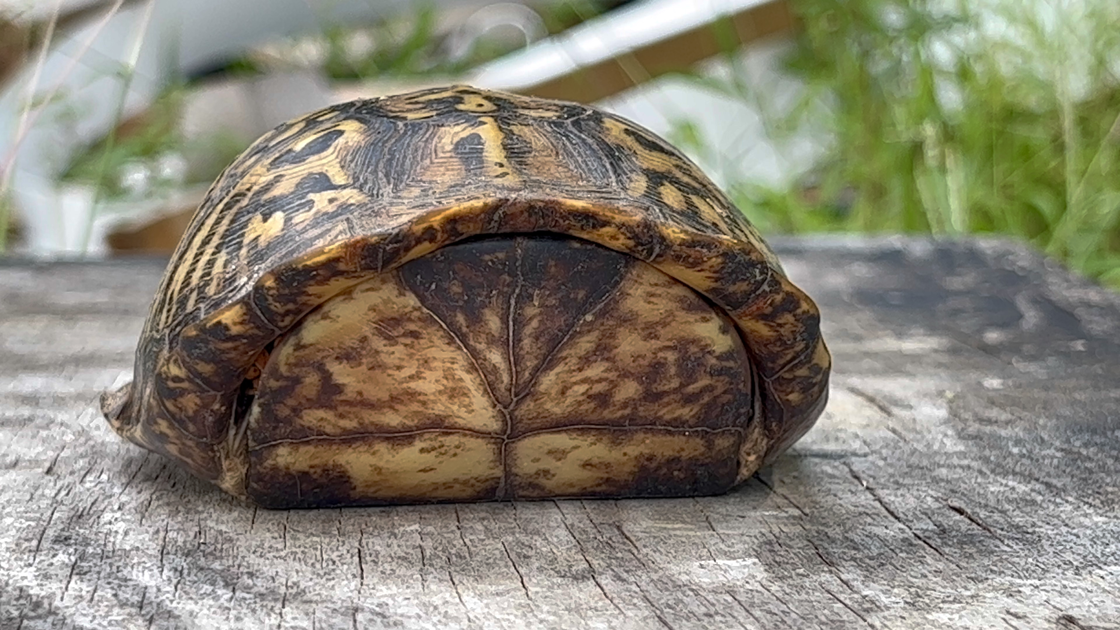Leaving Our Shell – Cultivating Awe and Wonder